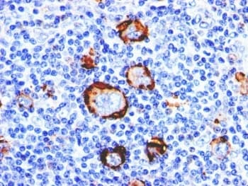 FUT4 / CD15 Antibody (clone Leu-M1 or MMA, Ready-to-Use)