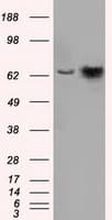 Heat Shock Protein 70 / HSPA1A Antibody (clone OTI2C12)