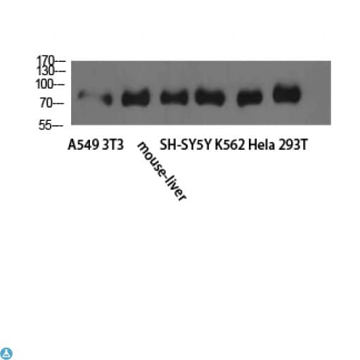 TLE1 / TLE 1 Antibody