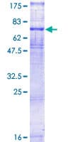 Human VIPR1 Protein (Recombinant GST)