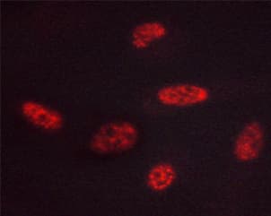 Polyclonal Rabbit anti-Human GATA3 Antibody (phospho-Ser308, IF, WB)
