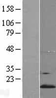 YPEL5 Protein (Over-Expression Lysate Myc-DDK (Flag))