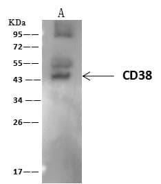 CD38 Antibody (Preservative Free)