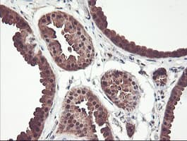 PSMB7 Antibody (aa58-277, clone OTI1D1, Carrier-free)