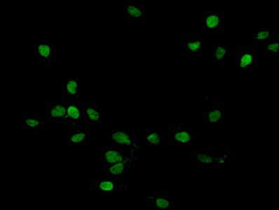 HIST1H1C Antibody