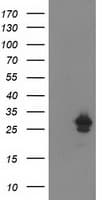 AK4 / Adenylate Kinase 4 Antibody (clone OTI7E5)