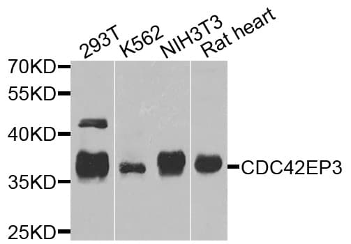 CDC42EP3 Antibody