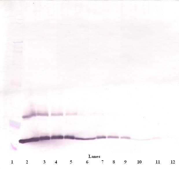 TSLP Antibody