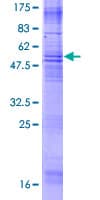 Human MS4A3 Protein (Recombinant GST)