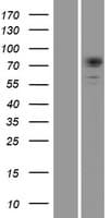 DMPK / DM Protein (Over-Expression Lysate Myc-DDK (Flag))