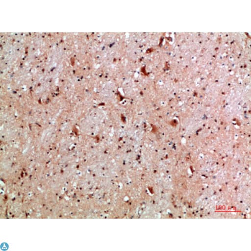 NLRX1 Antibody