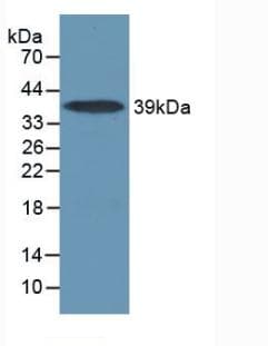 IL17RA Antibody (aa590-848, APC)