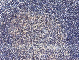 USP10 Antibody (clone OTI1H9)