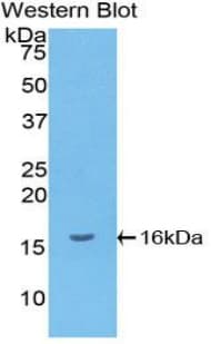 CXCL9 / MIG Antibody (aa23-125)