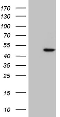 RAX / RX Antibody (aa1-222, clone OTI1F11)