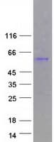 Human CSNK1G3 / CKI-Gamma 3 Protein (Recombinant Myc-DDK (Flag))