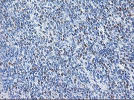 STAT4 Antibody (clone OTI4F9)