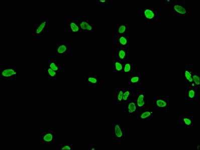Recombinant Monoclonal Rabbit anti-Human HIST1H4I Antibody (IF, WB)