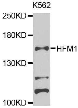 HFM1 Antibody