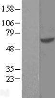 GTF3C5 Protein (Over-Expression Lysate Myc-DDK (Flag))