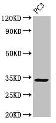 STX1A / Syntaxin 1A Antibody