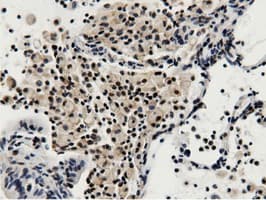 BTN1A1 Antibody (clone OTI7B5)
