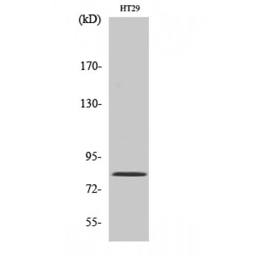 PNN / Pinin Antibody (180-260 aa, Internal)
