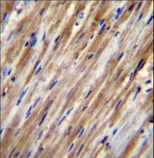 F2RL2 / PAR3 Antibody (aa21-50)
