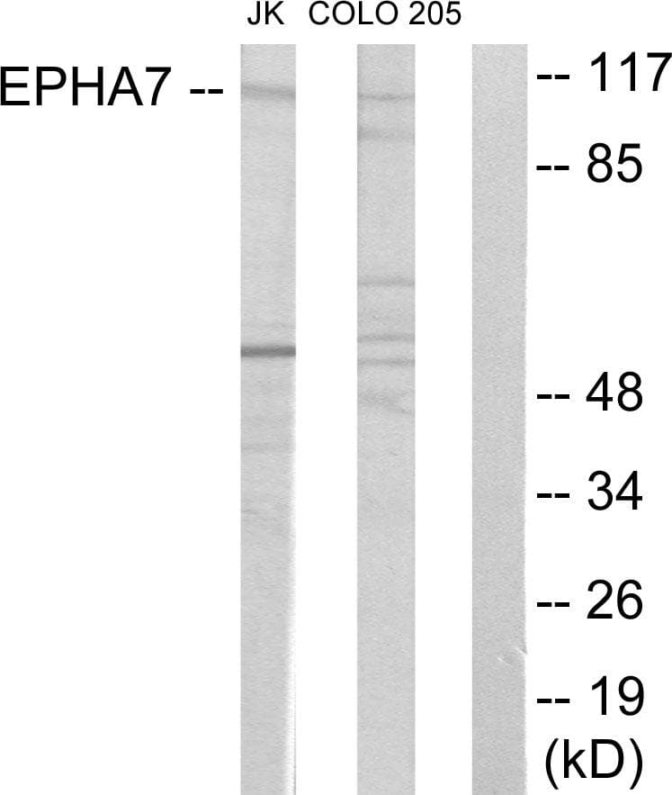 EPHA7 / EPH Receptor A7 Antibody