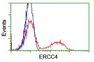 ERCC4 / XPF Antibody (clone OTI3H10)