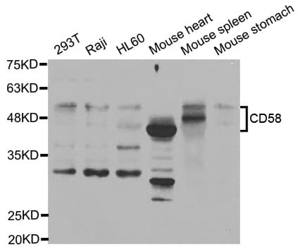 CD58 Antibody