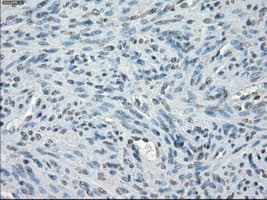 PPP5C Antibody (clone OTI5A8)