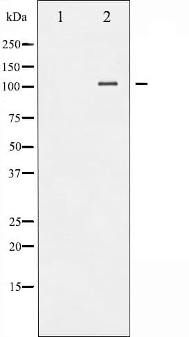 NFKB1 / NF-Kappa-B Antibody