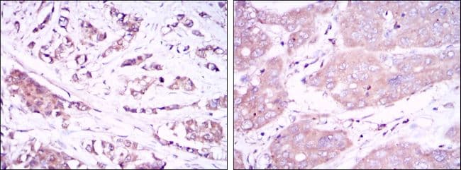 BECN1 / Beclin-1 Antibody (clone 2A4)