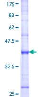 Human DUSP8 Protein (Recombinant GST, N-terminus)