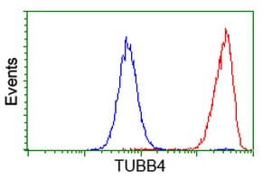 TUBB4 / Tubulin Beta 4 Antibody (clone OTI3F1, Carrier-free)