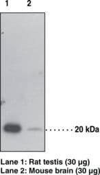 IHC-plus™ GPX4 / MCSP Antibody (aa81-93)