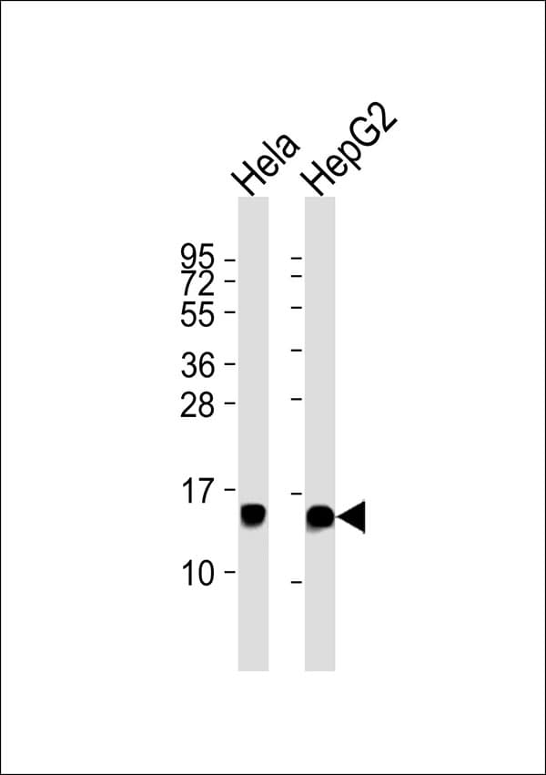 COX5A Antibody