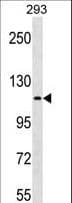 c-Kit / CD117 Antibody (aa914-941)