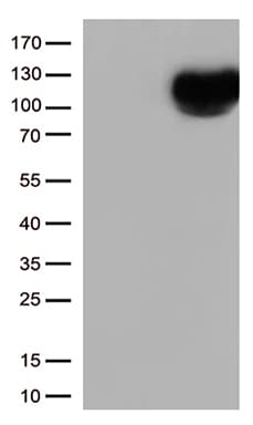 MME / CD10 Antibody (aa411-750, clone OTI1E4)