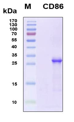 Human CD86 Protein (Recombinant 6His, N-terminus)