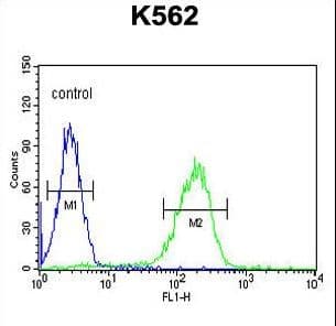 Polyclonal Rabbit anti-Human APOL6 / Apolipoprotein L 6 Antibody (aa126-155, IHC, WB)