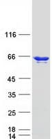 Human HnRNPLL / HNRPLL Protein (Recombinant Myc-DDK (Flag))