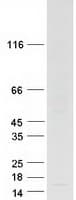 Human HIST4H4 Protein (Recombinant Myc-DDK (Flag))