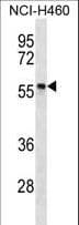 Polyclonal Rabbit anti-Human PHAX Antibody (aa297-326, IHC, WB)
