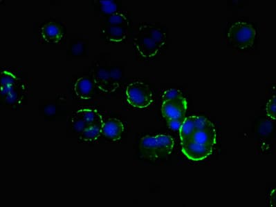 FAM176A / TMEM166 Antibody
