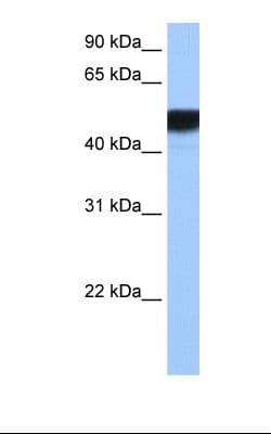 Polyclonal Rabbit anti-Human HNF4G / HNF4 Gamma Antibody (N-Terminus, WB)