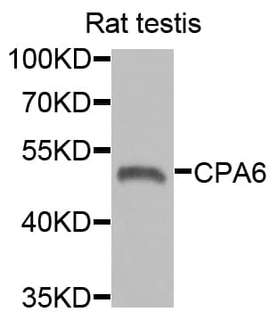 CPA6 / Carboxypeptidase A6 Antibody