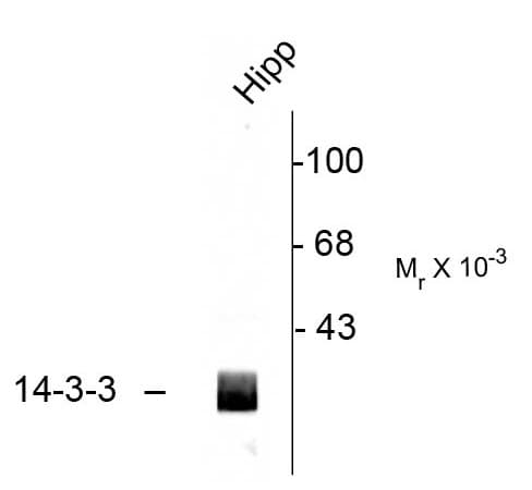 IHC-plus™ Polyclonal Rabbit anti-Rat 14-3-3 Antibody (C-Terminus, IHC, WB)