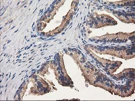 ALDH1A3 Antibody (clone OTI4A3)